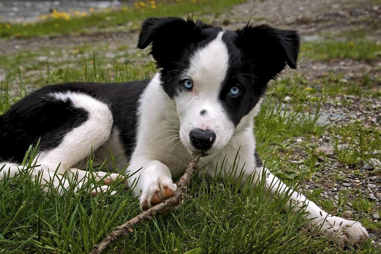 Is Chicken Liver Good for Dogs? Best 7 Health Tips!
