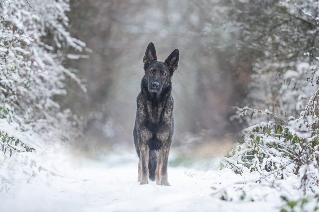 How to Play Tug of War with Your Dog: Best 7 Tips!