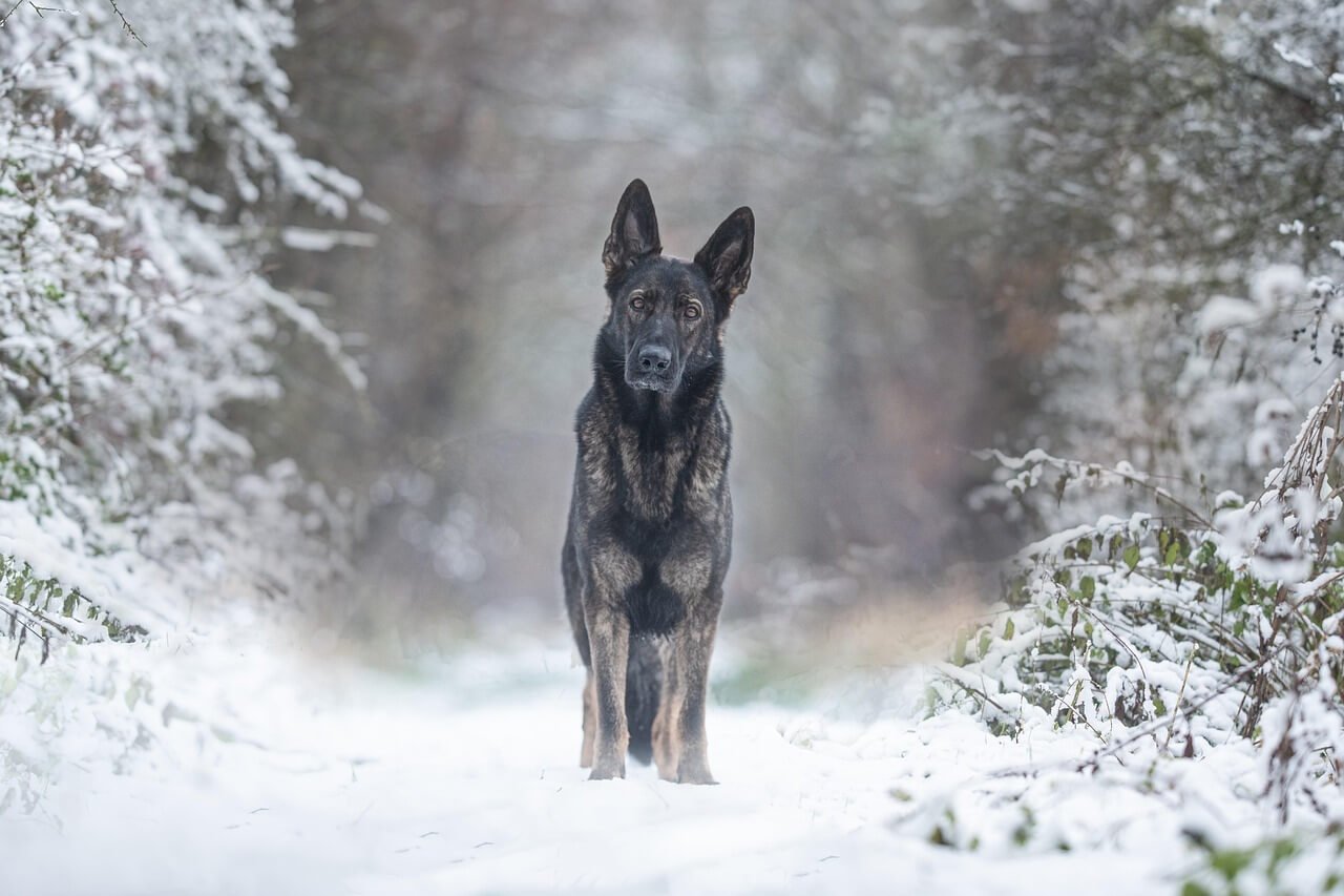 How to Play Tug of War with Your Dog: Best 7 Tips!