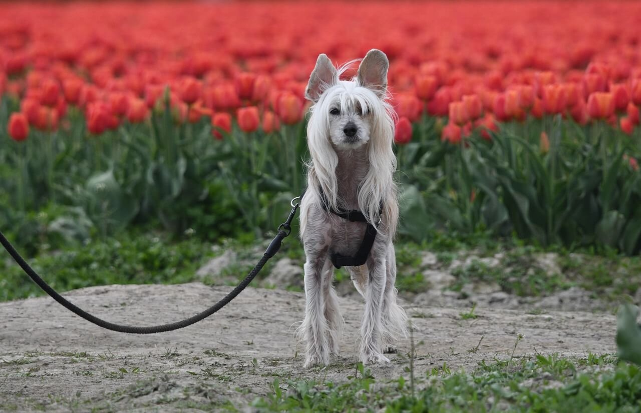 Why Does My Dog Lay Behind Me? Best 7 Expert Tips!