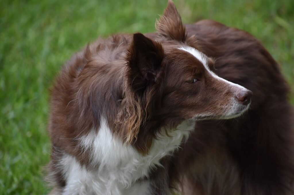 What Happens If a Dog Licks a Toad?