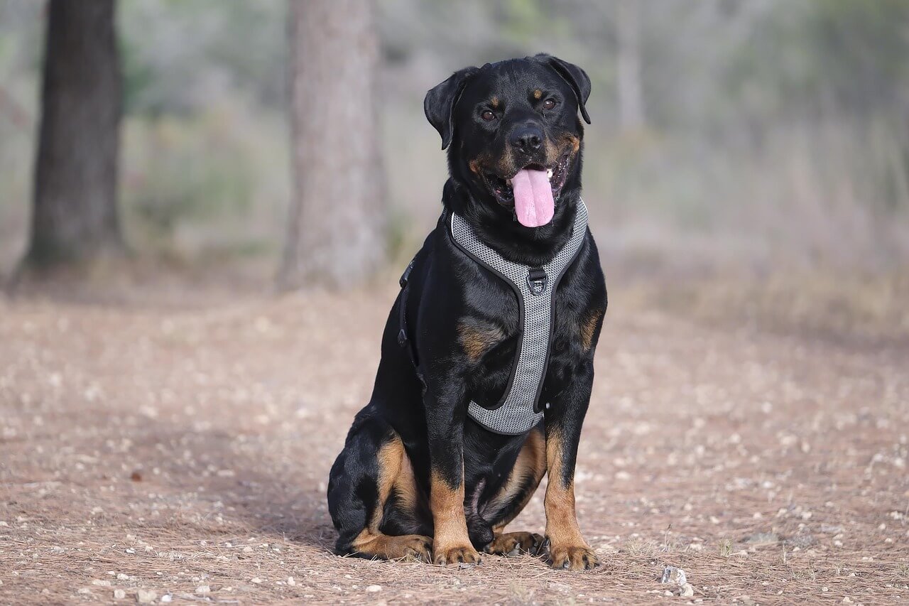 Does Baking Soda Help Dogs Itchy Skin? Best 7 Health Tips!
