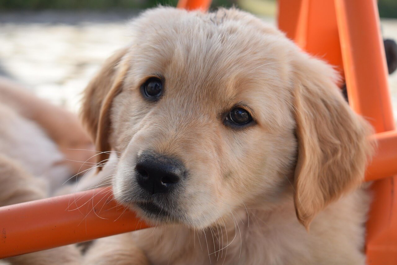 Labrador Retriever Service Dogs: Best 7 Expert Tips!