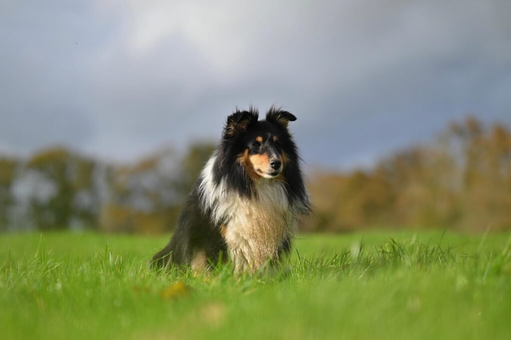 What Size Dog Bed Do I Need? Best 7 Expert Tips!