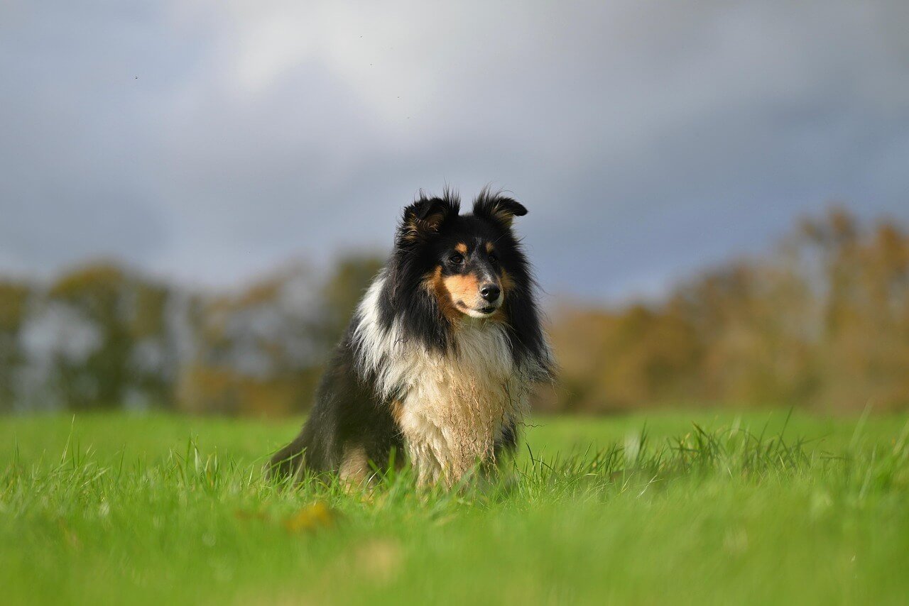 What Size Dog Bed Do I Need? Best 7 Expert Tips!