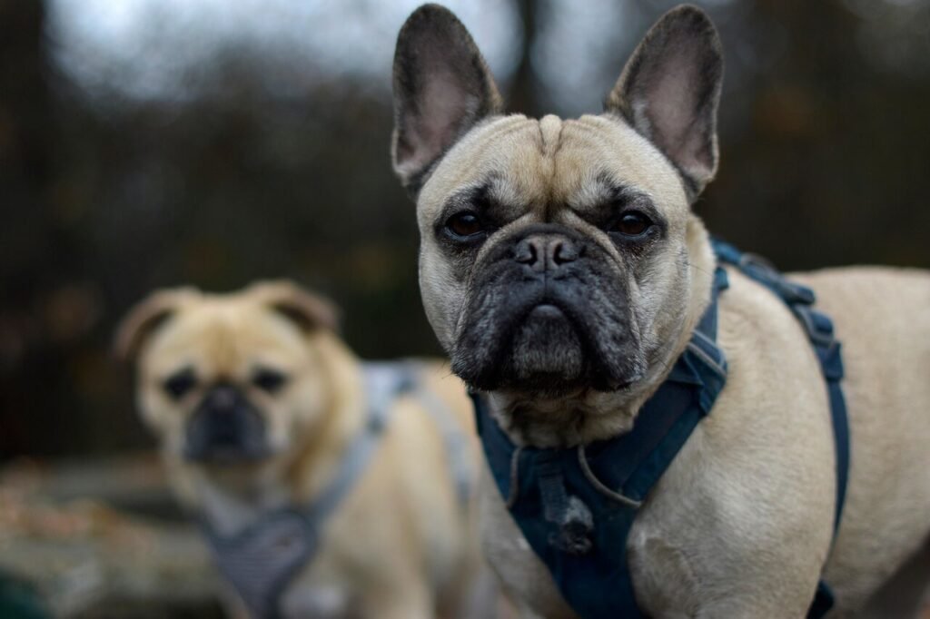 Can Dogs Eat Ham? Best 7 Expert Tips!