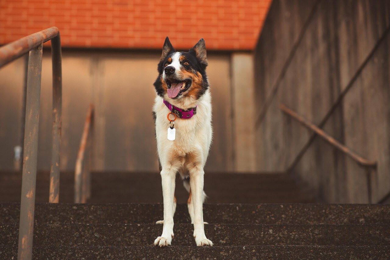 Understanding Infected Dog Acne: Best 7 Health Tips!