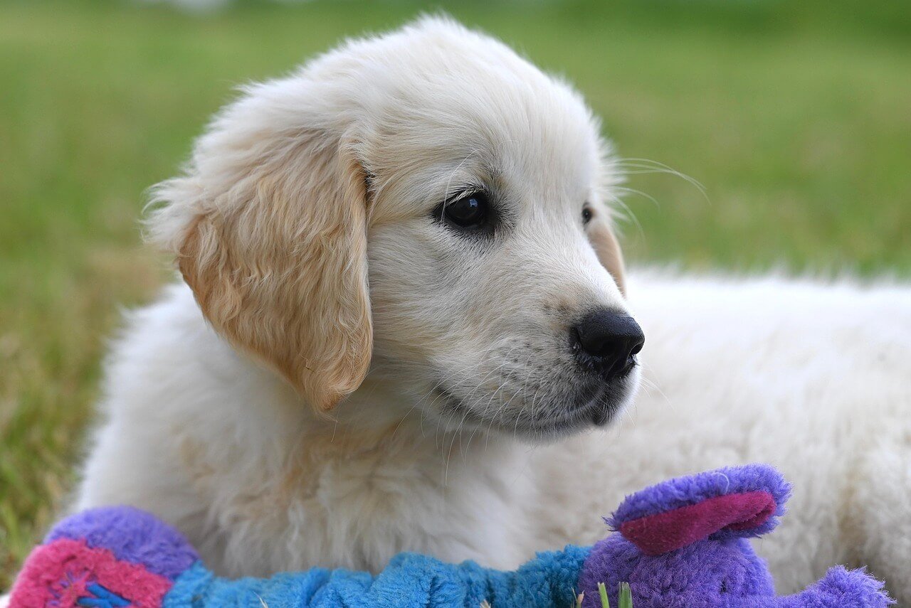 How Much Does a Labrador Puppy Cost? Best 7 Expert Tips!
