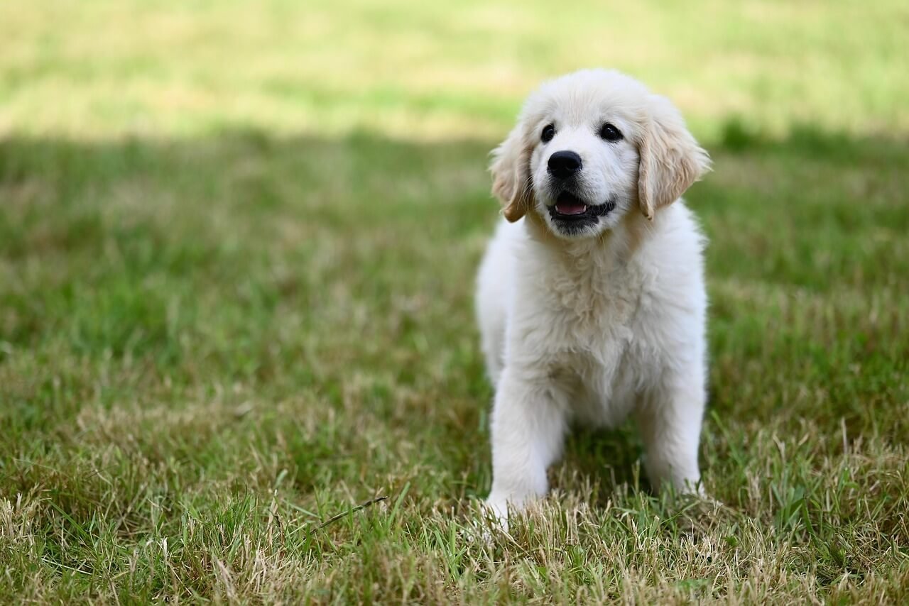 How Much to Feed a Labrador: Best 7 Expert Tips!