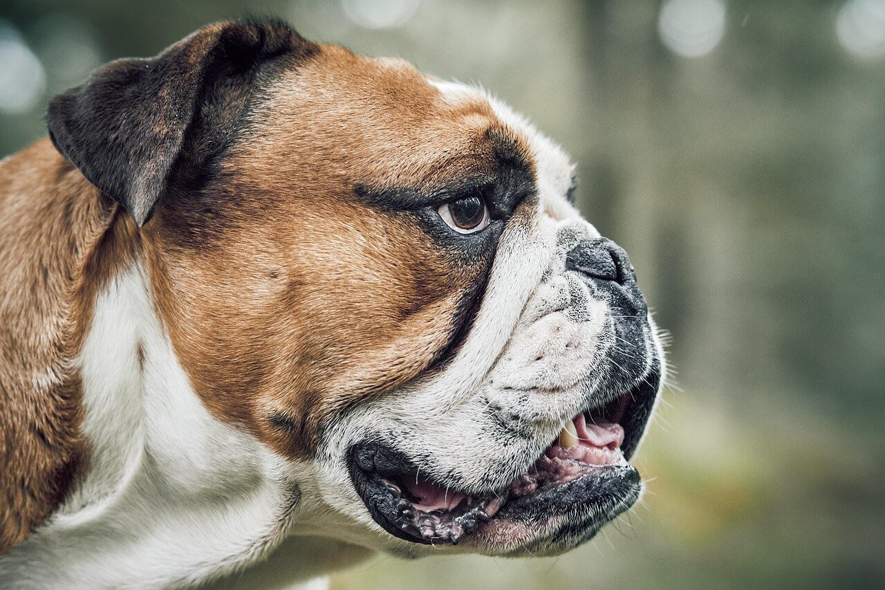 Understanding Old Dog Behavior Before Death: Best 7 Tips!