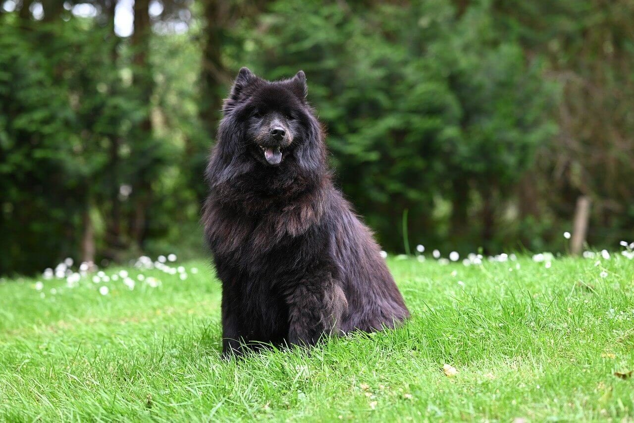 Dog Pain Relief: Best 7 Expert Tips!