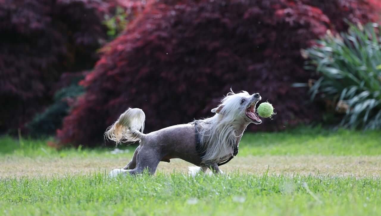 Dog Diseases That Cause Aggression: Best 7 Expert Tips!