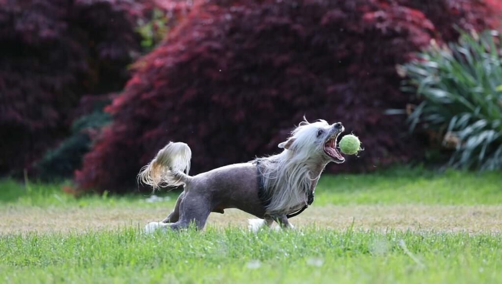 Serotonin Syndrome in Dogs: Best 7 Expert Tips!