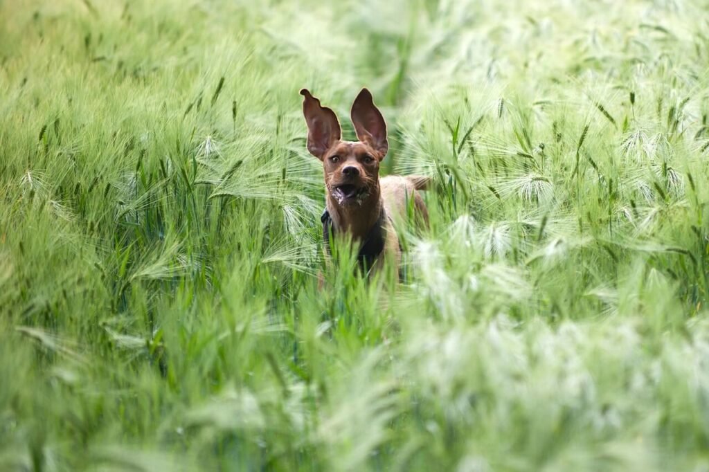 Is Dog Pee Toxic? Best 7 Health Tips!