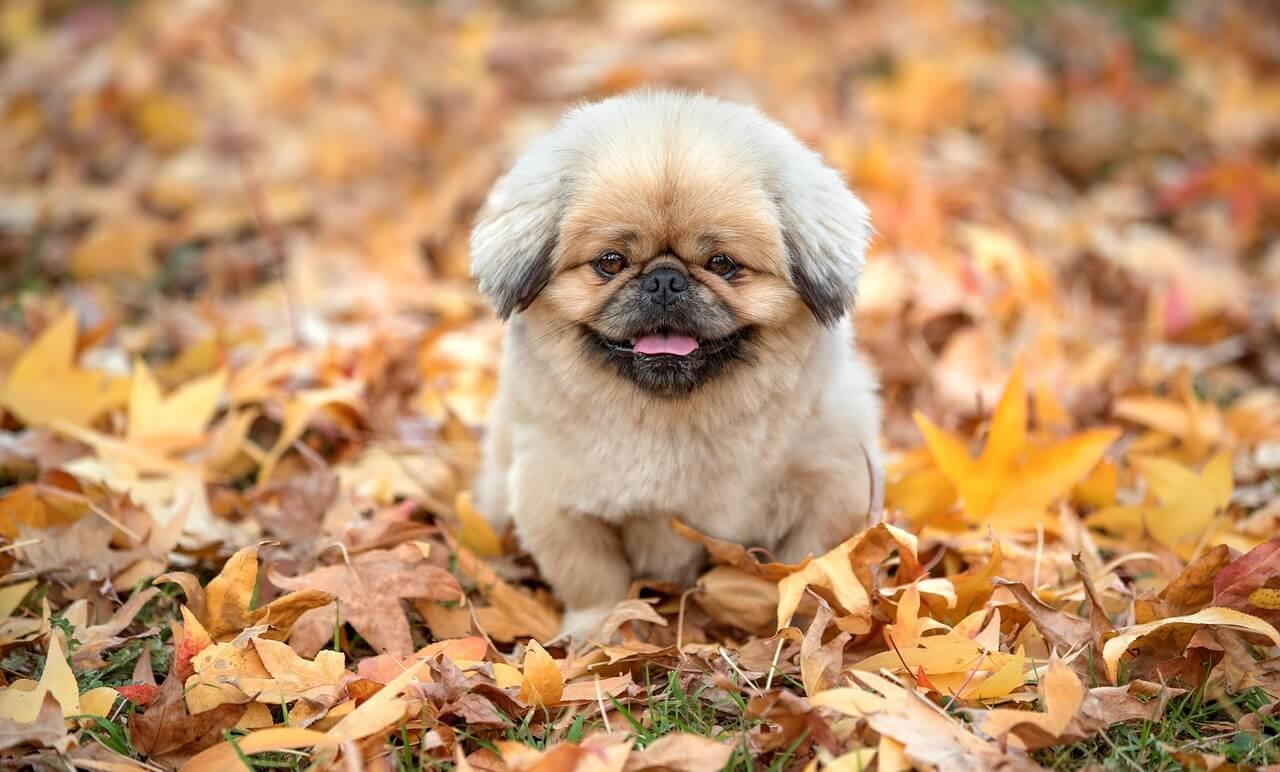 How to Tell How Old a Dog Is: Best 7 Tips!