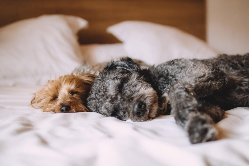 Can Baking Soda Kill a Dog? Best 7 Health Tips!