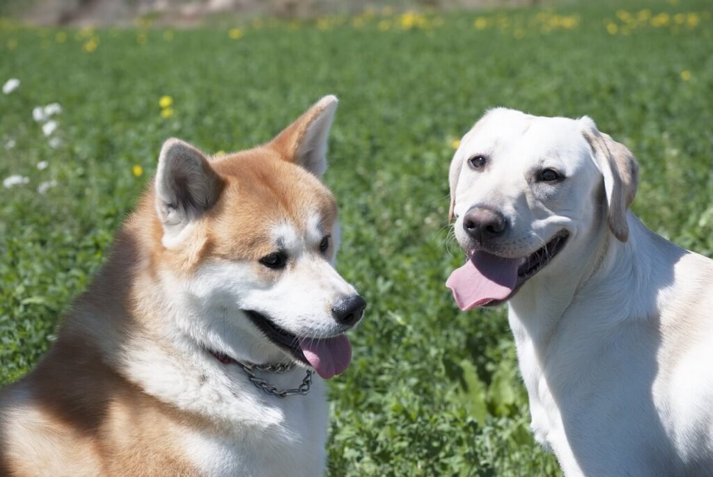 How Much Do Akita Dogs Cost? Best 7 Expert Tips!