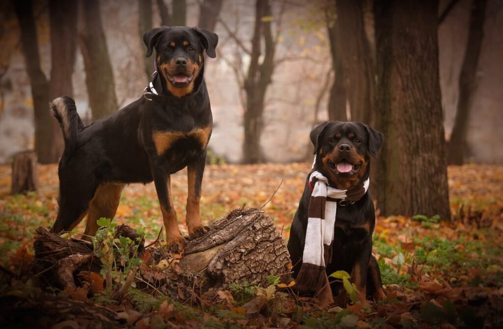 Amorphous Phosphate Crystals in Dogs: Best 7 Health Tips!