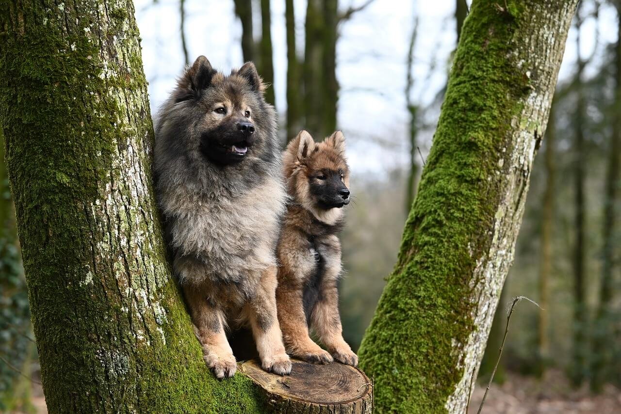 Understanding and Managing Boils on Dogs: Best 7 Tips!