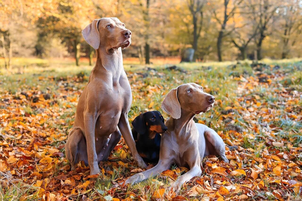 How to Dispose of Dog Poop: Best 7 Expert Tips!