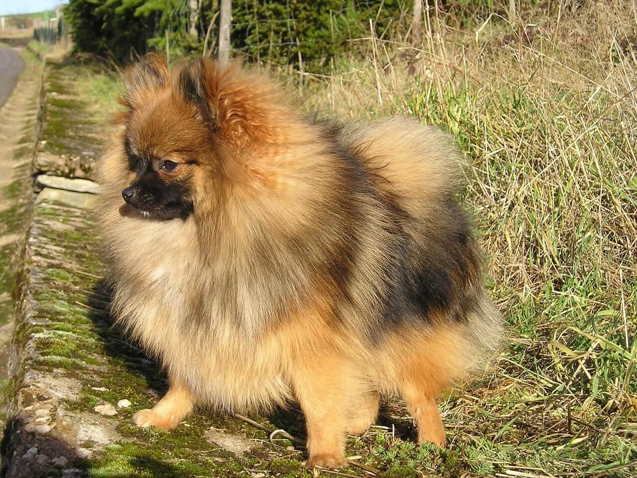 How to Groom a Pomeranian: Best 7 Expert Tips!
