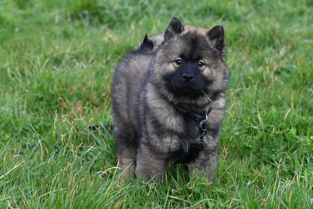 Are Dog Parks Good for Dogs? Best 7 Expert Tips!