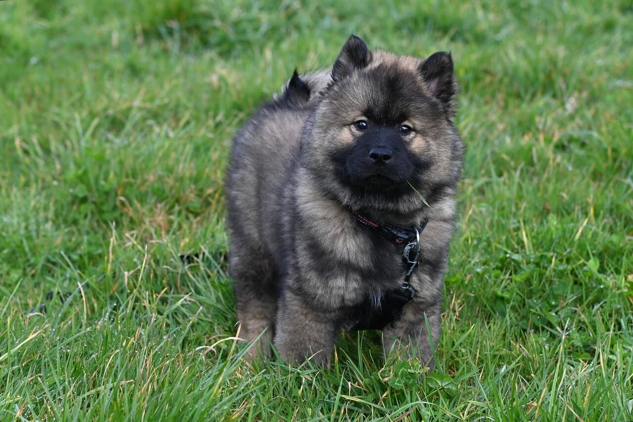 Are Dog Parks Good for Dogs? Best 7 Expert Tips!