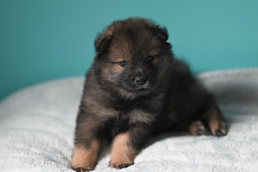 Can Dogs Get Stomach Bugs from Humans? Best 7 Tips!