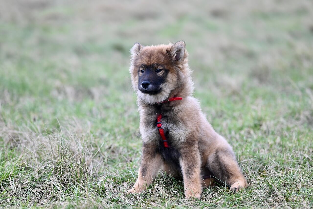 Can Dogs Eat Sugar? Best 7 Health Tips!