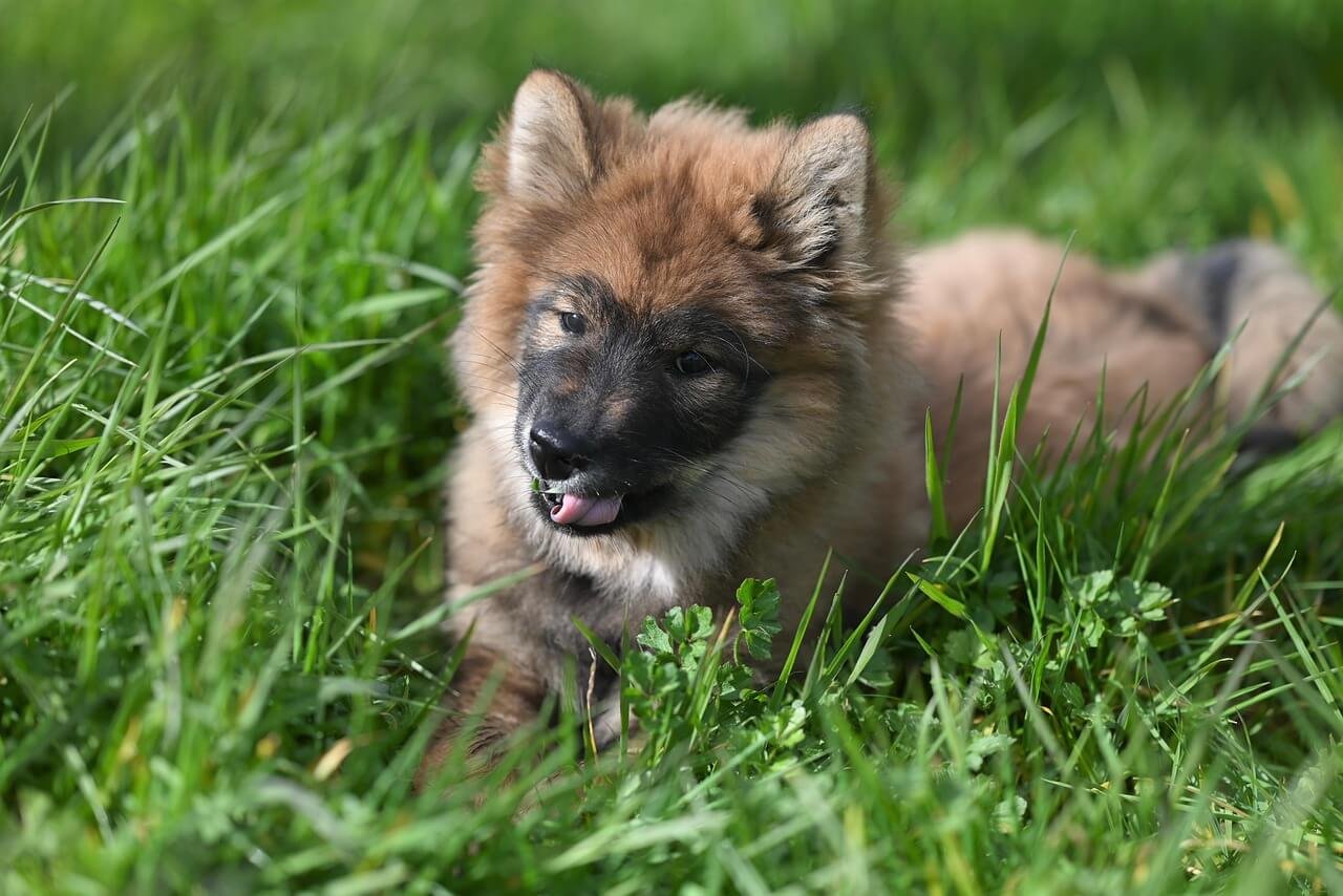 Will Vinegar Stop a Dog from Pooping in the Same Spot? Best 7 Tips