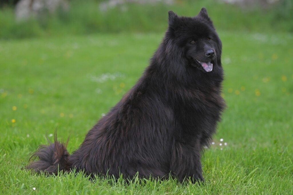 Strabismus in Dogs: Best 7 Health Tips!