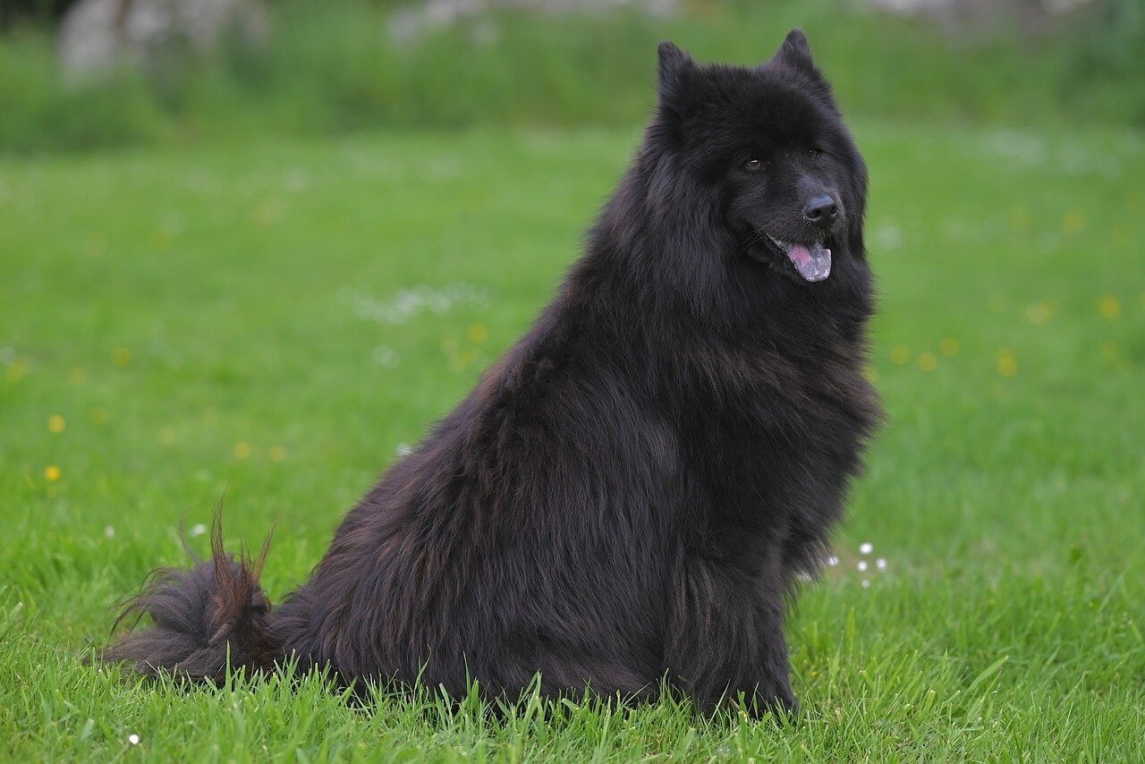 Strabismus in Dogs: Best 7 Health Tips!