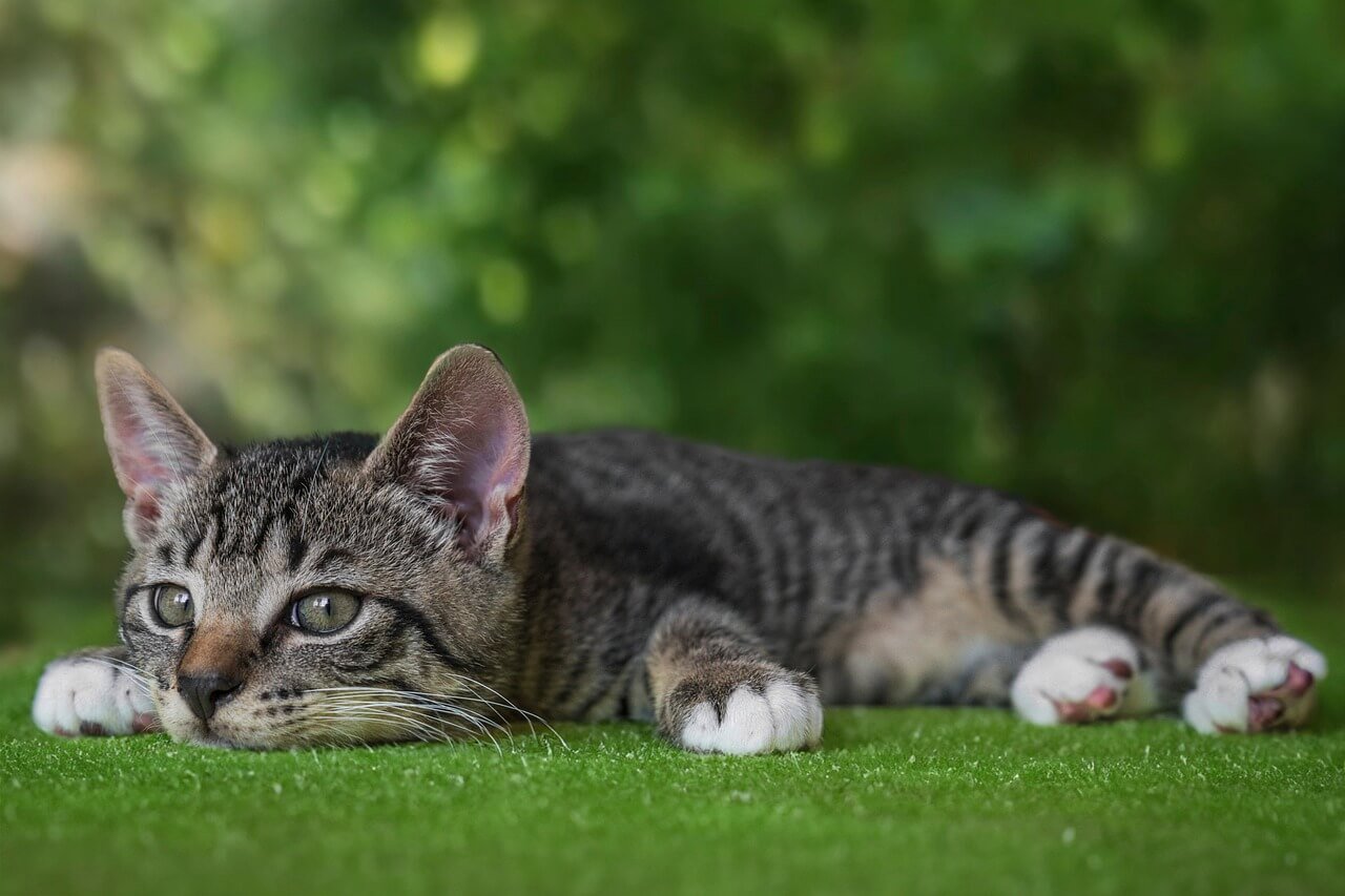 Can Cats Eat Cheese? Best 7 Health Tips!