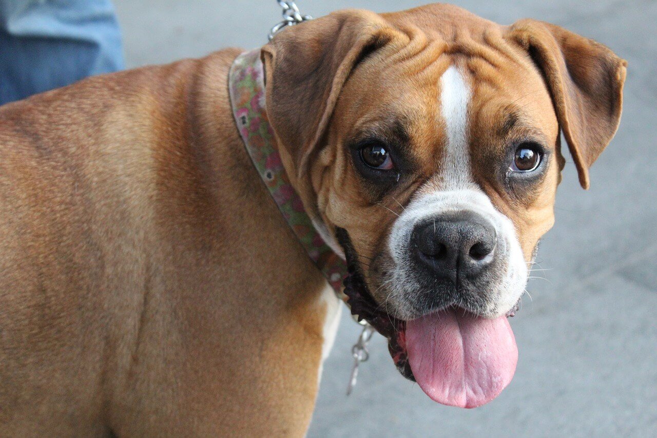 Boxer Dog Life Expectancy: Best 7 Expert Tips!