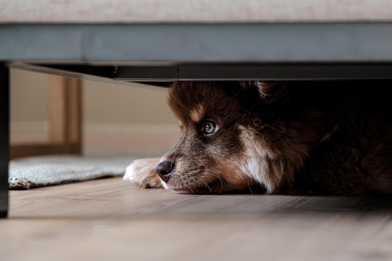 Can Dogs Eat Apricots? Best 7 Health Tips!