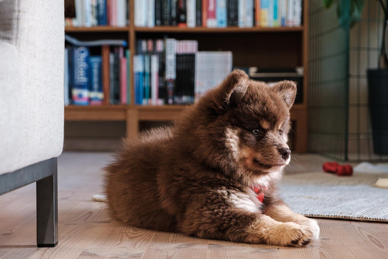 How Far Can a Dog Smell? Best 7 Expert Tips!
