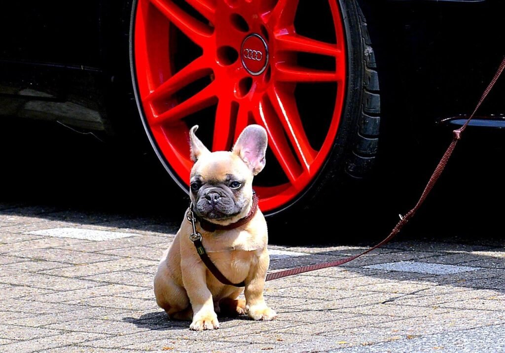 How Long Do French Bulldogs Live? Best 7 Tips!