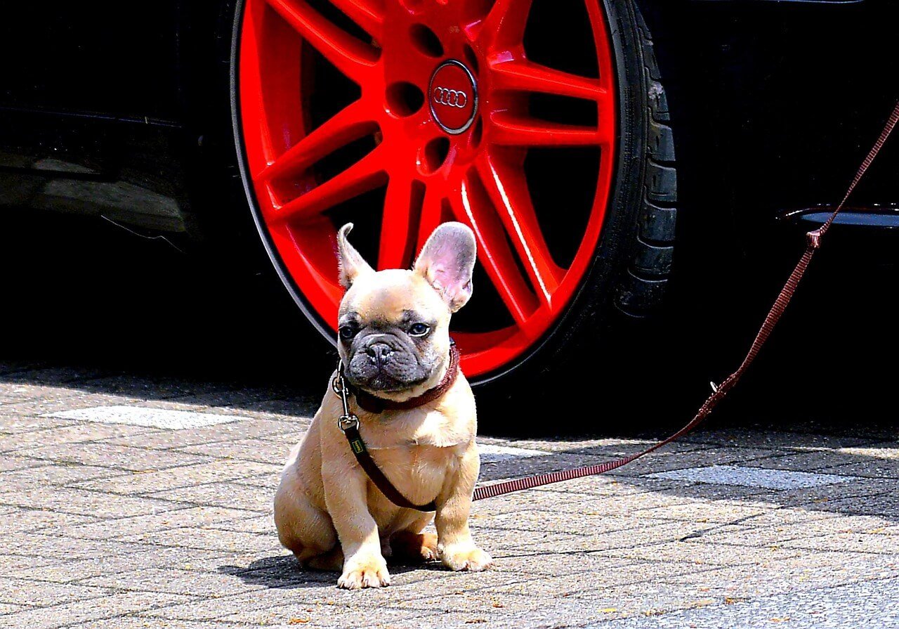 How Long Do French Bulldogs Live? Best 7 Tips!