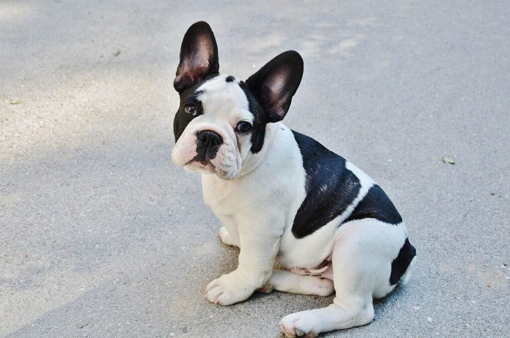 Dog Pregnancy Insurance: Best 7 Expert Tips!