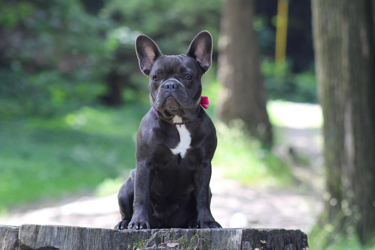 Leash Training an Older Dog: Best 7 Expert Tips!