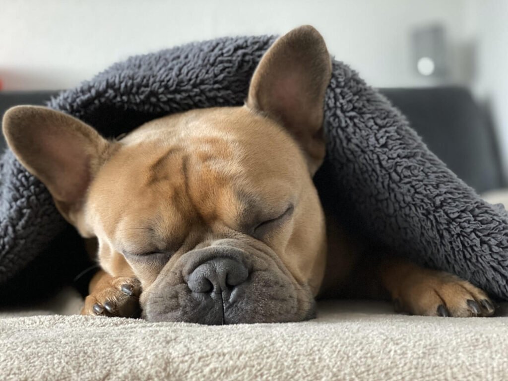 Can a Dog Get Kennel Cough if Vaccinated? Best 7 Tips!