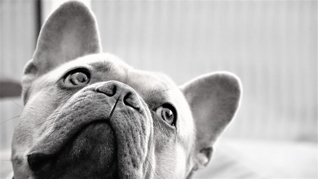 Can Dogs Eat Basil? Best 7 Health Tips!