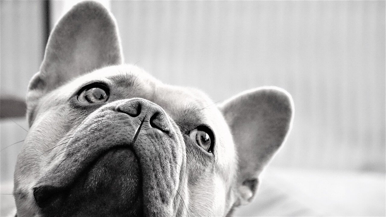 Can Dogs Eat Basil? Best 7 Health Tips!
