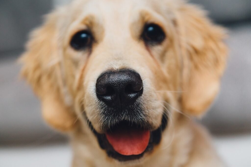 How Long Do Labrador Retrievers Live? Best 7 Expert Tips!