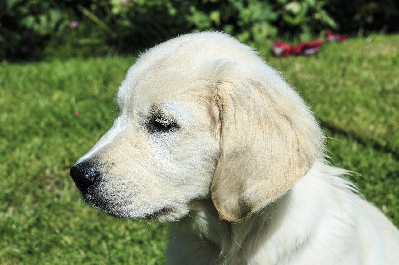 Reasons Not to Get a Labrador: Best 7 Expert Tips!