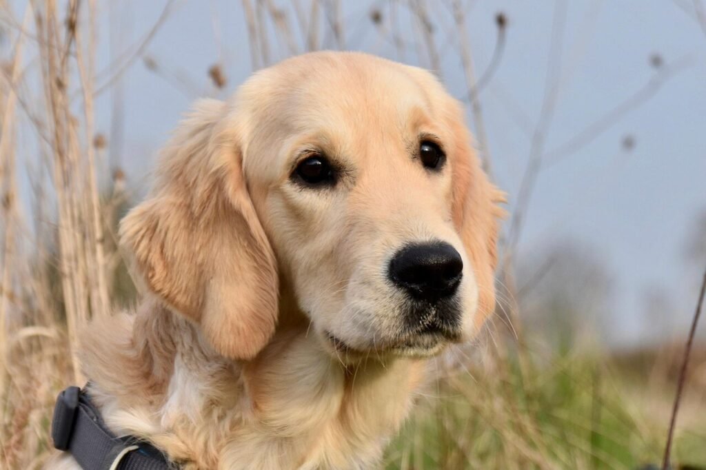 Are Dogs Allowed at Garden of the Gods? Best 7 Tips!