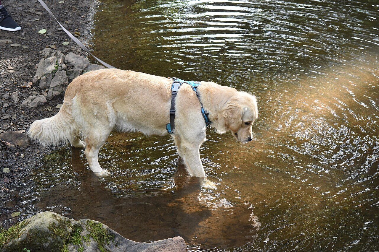 Why Do Dogs Spin Before Pooping? Best 7 Tips!