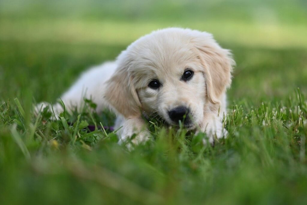 Are Labrador Retrievers Hypoallergenic? Best 7 Health Tips!