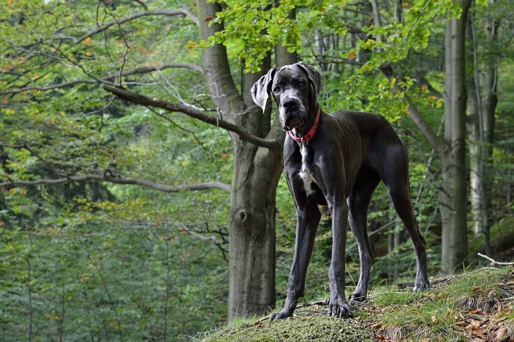 How Long Does a Great Dane Live? Best 7 Health Tips!