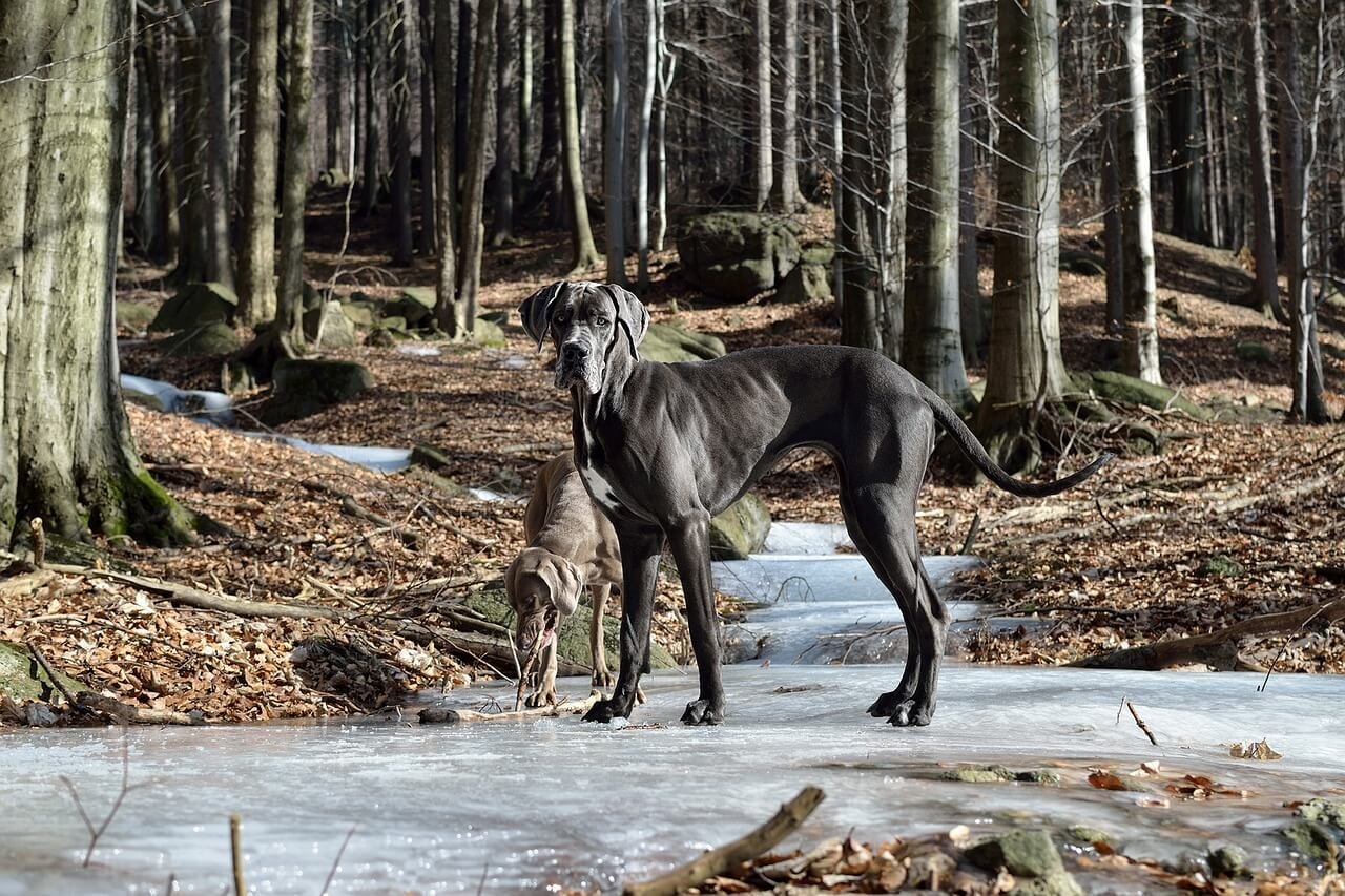 How Fast Can a Great Dane Run? Best 7 Expert Tips!